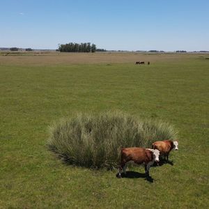 Campo Ganadero De 3000ha Rocha
