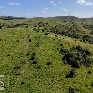 Campo De 112ha En Rocha Ganadero Forestal.