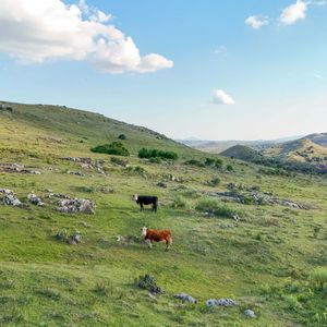 Campo De 95 Ha En Venta Ruta 12 Maldonado/lavalleja