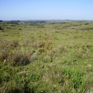 Campo Ganadero Forestal