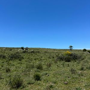 Venta Campo Ganadero En Lavalleja 79 Hectáreas