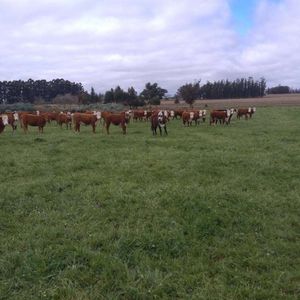 Campo Altamente Productivo De 27 Hectáreas En Lavalleja