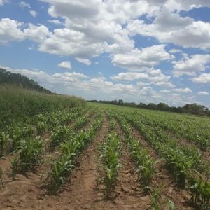 Propiedad Agrícola Ganadera- Tres Cruces