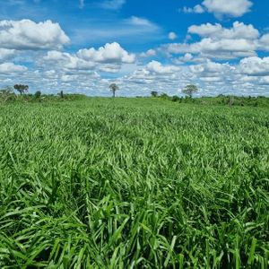 En Venta 1.314 Hectáreas Aptas Para Ganadería