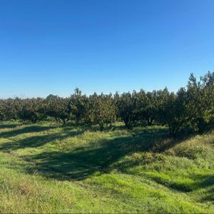 Terreno Chacra Con Plantacinoes En Melilla