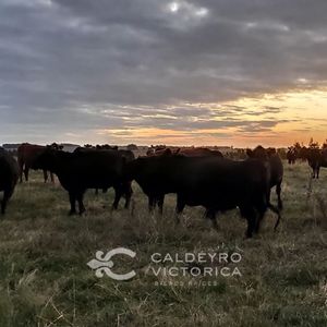 Campo En Paysandú  Ref. 5439
