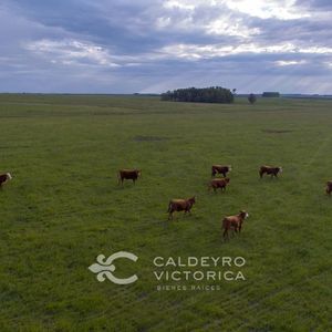 Campo En Venta En Cerro Largo Ref. 9214