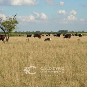 Campo En Venta En Florida Ref. 2486