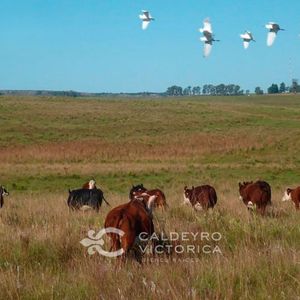 Campo En Venta En Rivera Ref. 6521