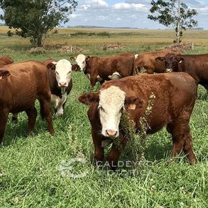 Campo En Canelones Ref. 6721