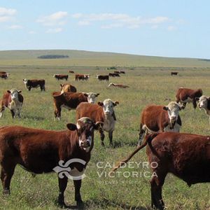 Campo En Salto Ref. 9478