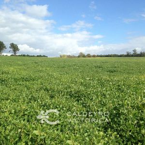 Campo En Venta En Canelones 1176, Ganadero, Agrícola Con Forestación