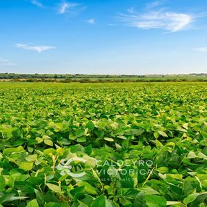 Campo En Cerro Largo 5327, 2.503 Ha Ganadero, Agrícola, Arroceras, Con Represa