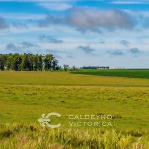 Campo En Venta En Salto Ref. 5118