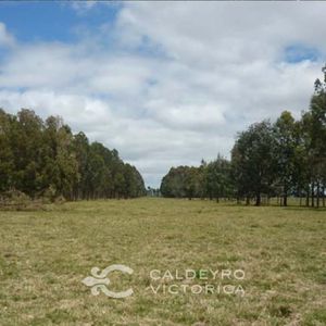 Venta Campo En Rocha 1519 La Pedrera Marítimo Ganadero