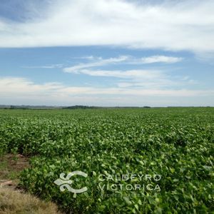 Venta Campo Ganadero En Florida 9834 | 675 Ha Sobre Ruta 12