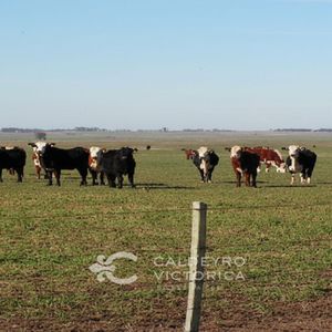 Venta Campo Ganadero Forestal En Tacuarembó 5320