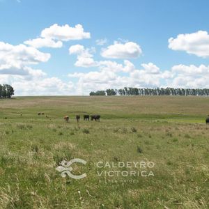 Venta De Campo En Artigas 909, De 1.513 Ha