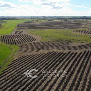 Campo En Venta En Río Negro 6528, 1.927 Hectáreas Agrícola Ganaderas