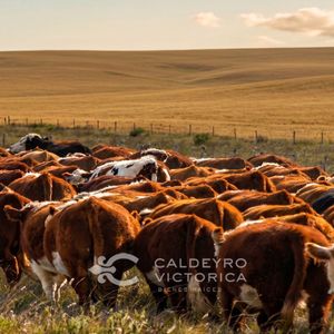 Campo En Treinta Y Tres 9503, 1.679 Hectáreas Ganaderas En Arrendamiento