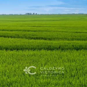 Campo En Venta En Rocha 5767, Arrocero Y Ganadero, Sobre Laguna Merín