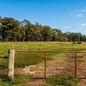 Campo En Venta En Salto 7704, Ganadero, Agrícola, De 2.244 Hectáreas
