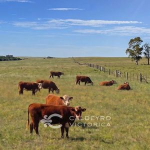 Venta De Campo En Maldonado 10361, 306 Hectáreas, Ganadero, Forestal