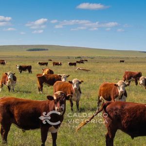 Venta De Campo En Maldonado 10355, 481 Hectáreas, Ganadero, Agrícola, Forestal