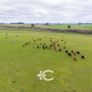 Campo En Venta En Florida Ref. 4408