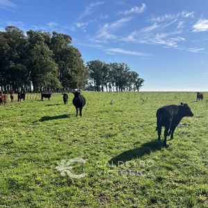 Campo Productivo De 553 Ha En Rocha 8224
