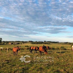 Campo En Lavalleja Ref. 8518