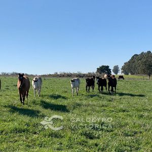 Campo En Costa De Oro Ref. 5946
