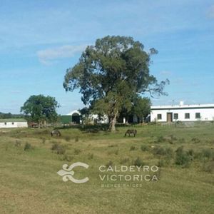 Campo Forestal En Cerro Largo Ref. 5270