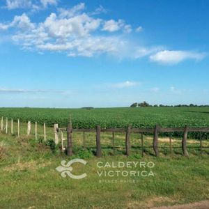 Campo En Venta En Paysandú Ref. 5475