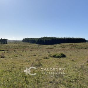 Campo En Venta En Rio Negro 5661, 1.078 Hectáreas Agrícola, Ganadero Y Forestal