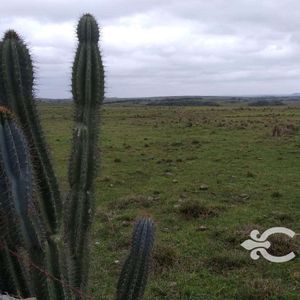Campo En Tacuarembó Ref. 8991