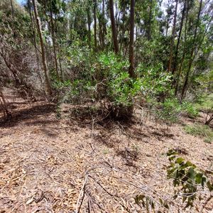 Terreno En Venta, Santa Teresa De La Angostura, Rocha 