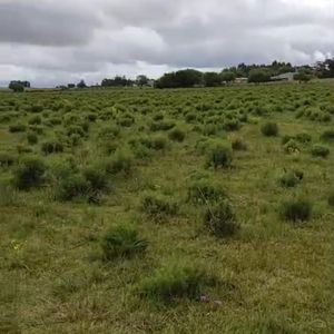Vida Rural Con Potencial Productivo: Campo Con Tajamares, Pozo Y Paisaje Natural