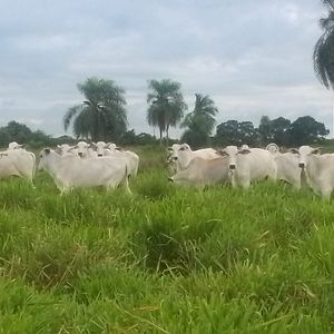 Propiedad En Venta - Muni De El Carmen Rivero Tórrez 