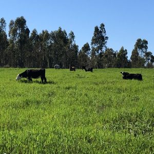 Chacra De 7 Hectareas En San Jacinto.