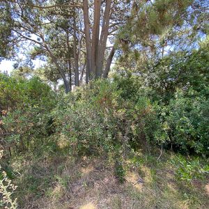 Terreno Chihuahua Maldonado  Te501513