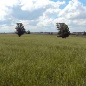 Venta De Campo Prox. San Ramón