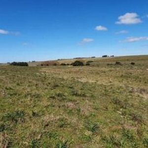 Venta De 20 Hectáreas De Campo En José Ignacio Camino Cañ