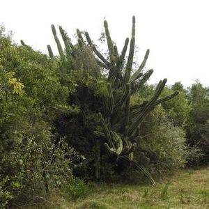 Se Venden 40 Hectáreas 3633 Metros  De Campo En El Departam