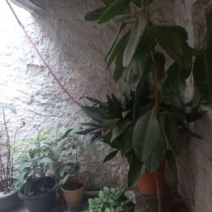Ideal Rentistas Centro Sur