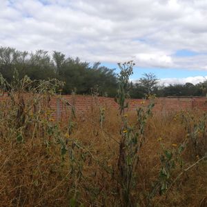 P196 Lote En Venta - Juan XXIII