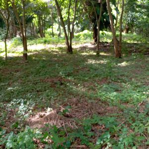 En Porongo, A 1.5km De La Plaza, Lindo Terreno De 1110m2