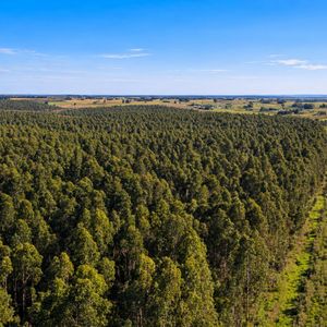 Campo De Inversión En Uruguay – 276 Ha Canelones | Activo Con Renta+potencial