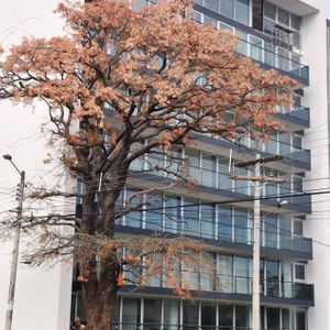 Lindo Departamento En Alquiler En Zona Norte