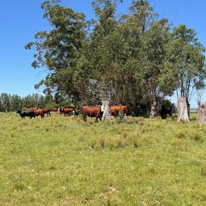 Campo De 20 Has 9531 M2